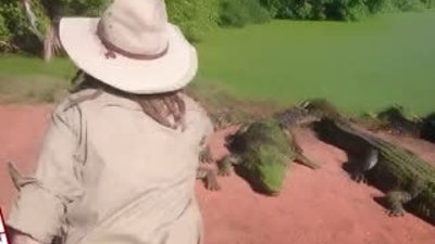 Aç timsah arkadaşının bacağını yedi