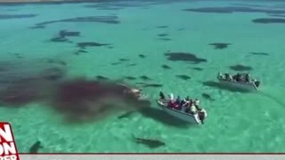 70 köpek balığı dev balinayı böyle parçaladı