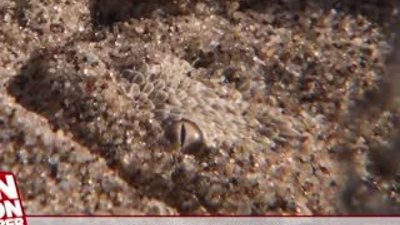 Çöl yılanının kertenkele avı