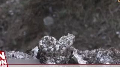 Avını örümcek taklidi yaparak yakalayan yılan