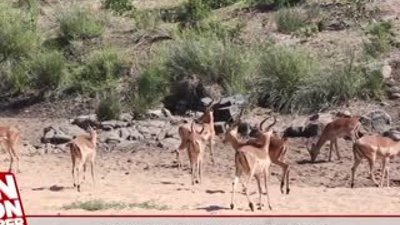 Leopar avını havada yakaladı