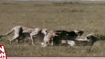 Anne antilop yavrusunu çitaların elinden kurtardı