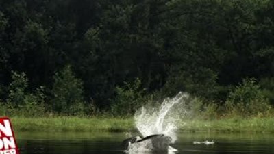 Ağır çekim görüntülerle kartalın balığı avlama anı
