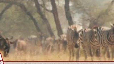 Sürüden ayrılan antilop çitaya av oldu