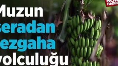 Muzun seradan tezgaha yolculuğu