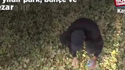  Ağaç tohumlarını toprakla buluşturuyor