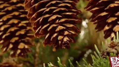 Bitkilerden büyülü görüntüler