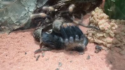 Tarantulanın kabuk değiştirme anı