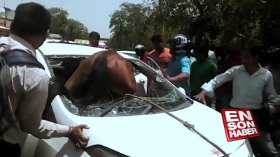 Hindistan'da arabanın ön camına at girdi