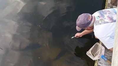 Eliyle balık yakalayan yaşlı adam