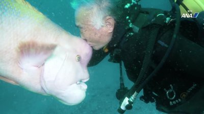 Balık dostu için yıllardır aynı yere dalan dalgıç
