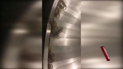 Valiz beklerken yengeçler geldi