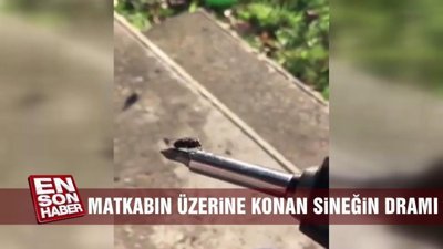 Matkabın ucuna konan sineğin dramı