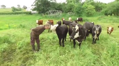 Sığır çiftliği bir vejetaryene miras kaldı
