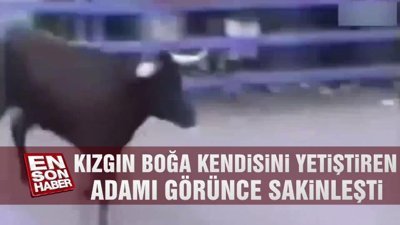 Kızgın boğa kendisini yetiştiren adamı görünce sakinleşti