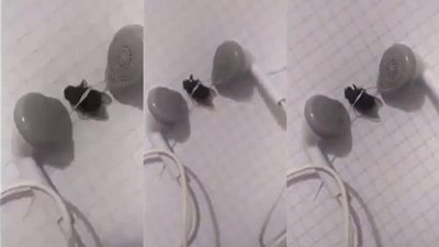 Sineğe Aleyna Tilki işkencesi