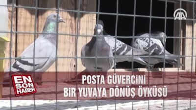 Posta güvercini: Bir yuvaya dönüş öyküsü