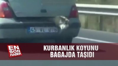 Kurbanlık koyunu bagajda taşıdı
