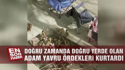 Doğru zamanda doğru yerde olan adam yavru ördekleri kurtardı