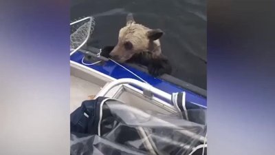 Boğulmak üzere olan ayıyı kurtardılar