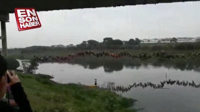 245 kişi aynı anda köprüden atladı