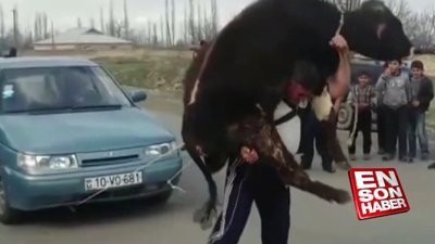 Azerbaycanlı pehlivandan ilginç güç gösterisi