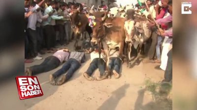 İyi şans için inekler tarafından ezildiler