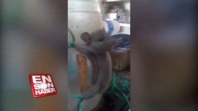 Lokantasına giren fareyi kırbaçlayan cani