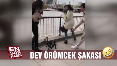 Dev örümcek şakası