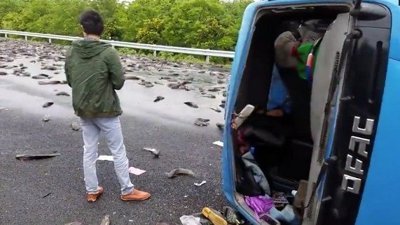 Çin'de otobanı balıklar kapladı