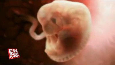 Embriyonun oluşum evreleri