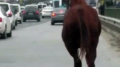 E-5’te dört nala koşan at sürücüleri şaşırttı