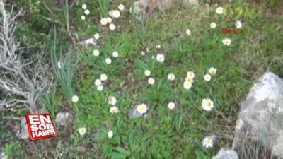 Demre'de baharı andıran görüntüler