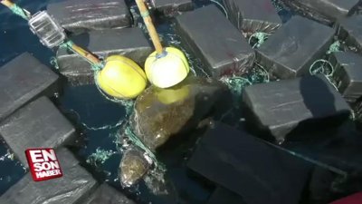 Kaplumbağa uyuşturucuyla yakalandı