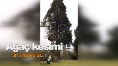 Ağaç kesimi timelapse'te