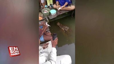 Balıkçılarla dost olan timsah 