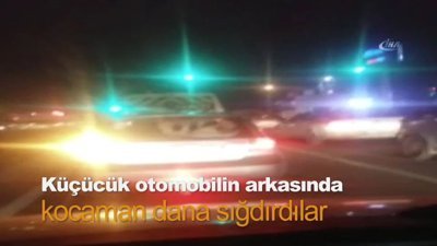 Küçücük otomobilin arkasına, kocaman dana sığdırdılar