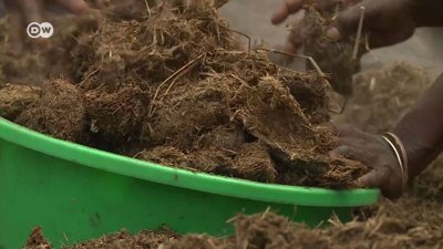 Fil dışkısından kağıt üreten köy