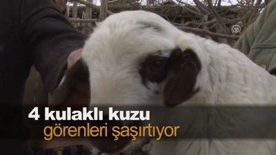 4 kulaklı kuzu görenleri şaşırtıyor