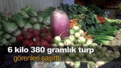6 kilo 380 gramlık turp görenleri şaşırttı