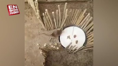 Zekice tasarlanmış fare kapanı