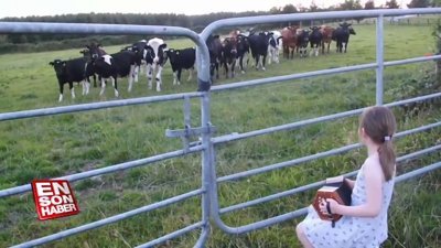 İneklere serenat yapan ufaklık