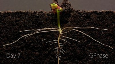 Fasulyenin 25 günlük büyüme süreci