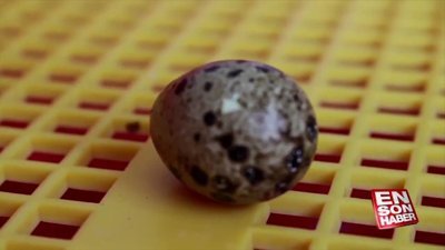 Marketten aldığı yumurtayı kuluçkaya yatırdı