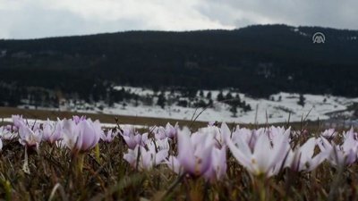 Kardelenler ve çiğdemler baharı müjdeledi