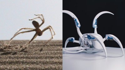 Örümcek robot tanıtıldı