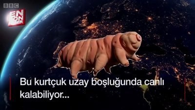 Dünyanın en dayanıklı canlısı: Tardigrad