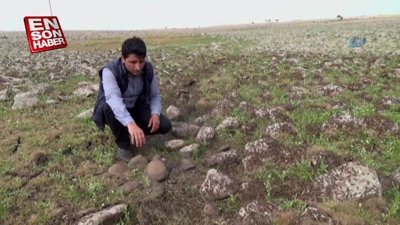 Siverek’te çekirgeler köyü istila etti