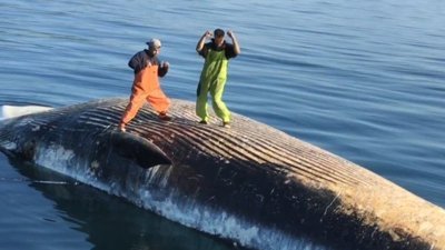 Ölü balinanın üstünde dans etme çılgınlığı