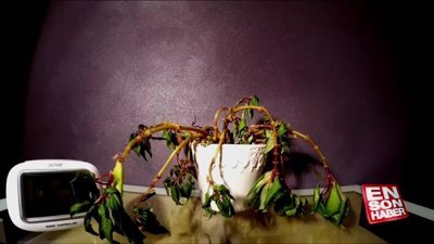 Suyla hayat bulan çiçeğin muhteşem anları